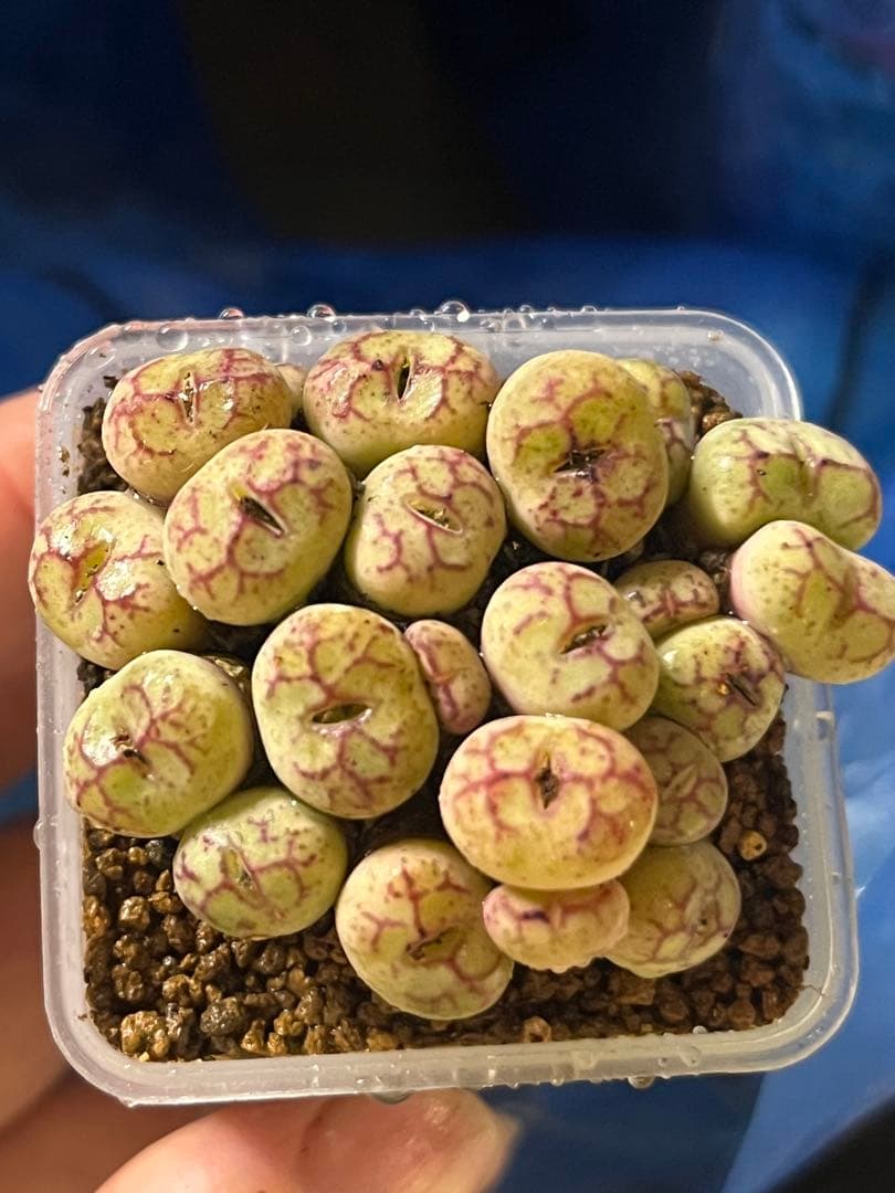 コノフィツム　八重垣姫交配種