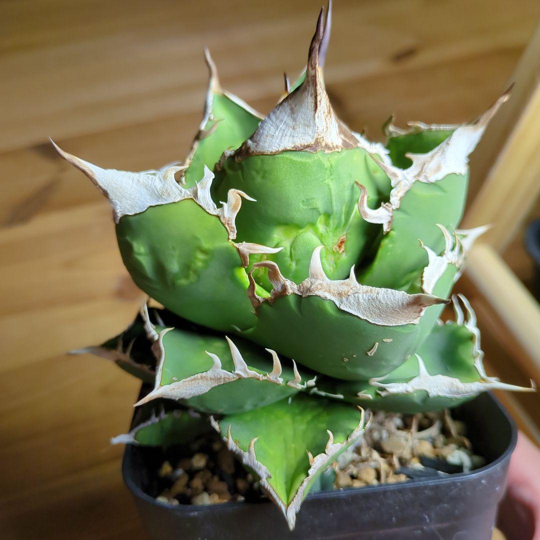 アガベ　SAD 子株つき