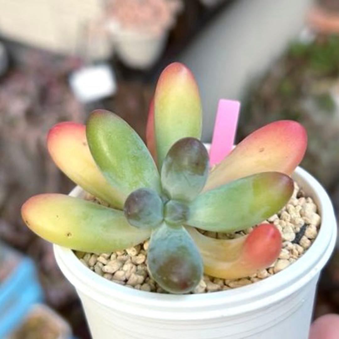 ❣️ファットスター❣️現品 エケベリア 寄せ植え 多肉弁当 多肉植物