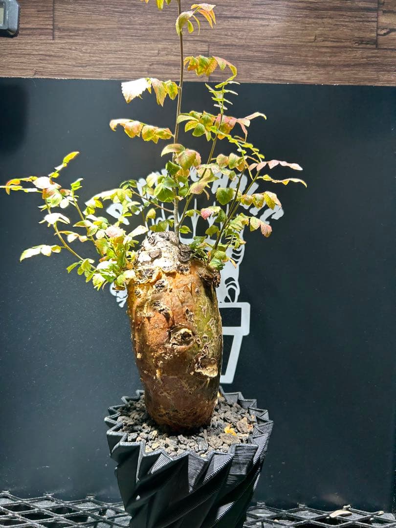 ブルセラファガロイデス