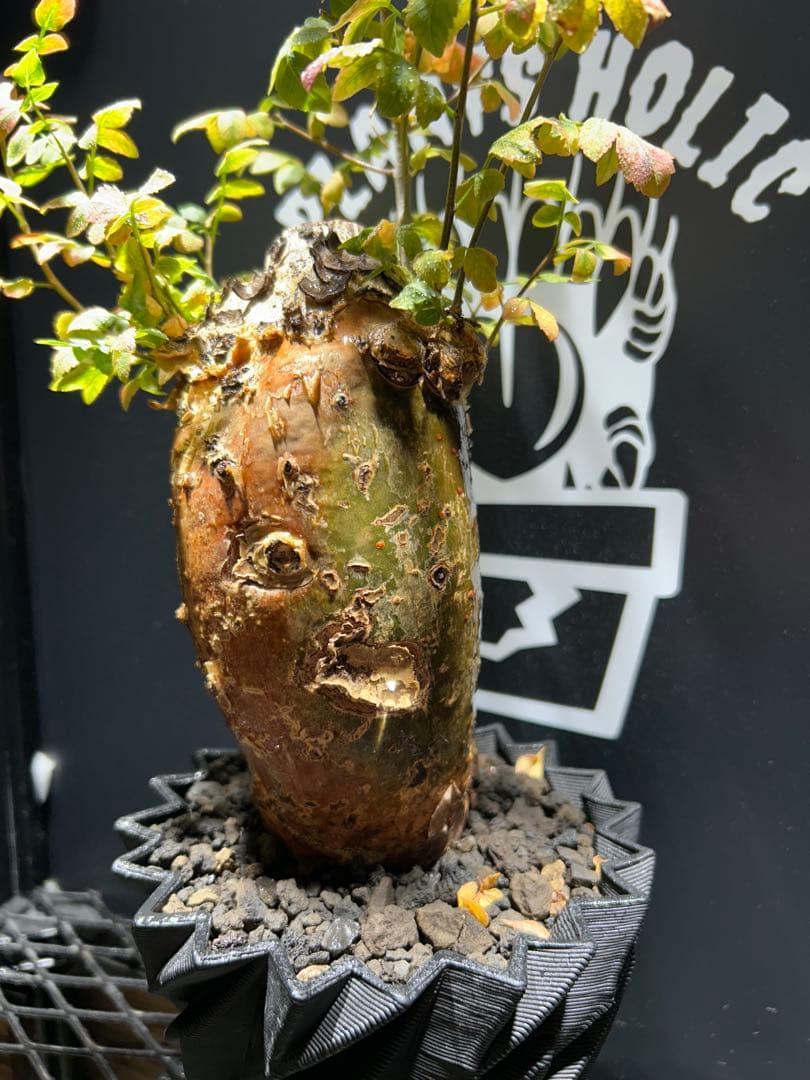 ブルセラファガロイデス