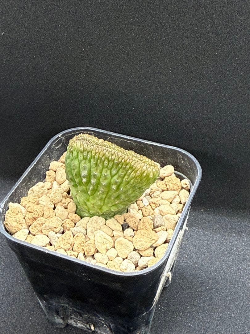 ユーフォルビア　オベサ　モンスト　綴化