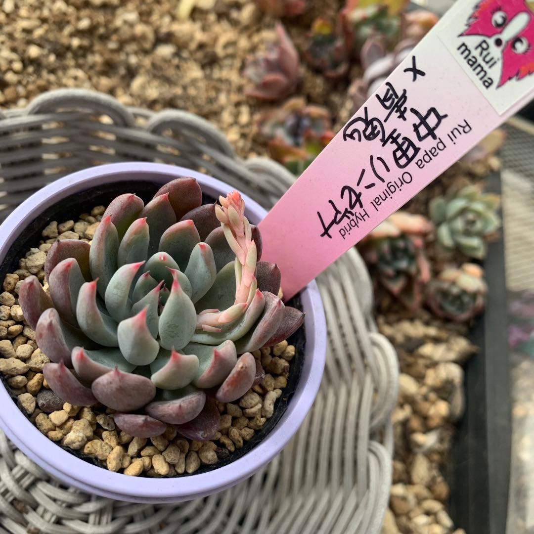 ルイパパ苗　ルイママ　中里リンゼアナ　× 青鬼　札付き