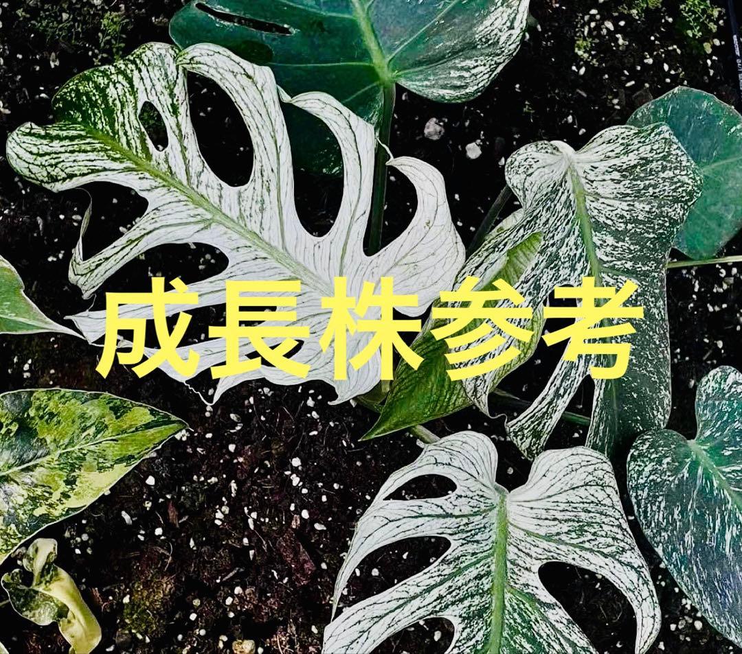 モンステラ　デビルモンスター　組織培養苗