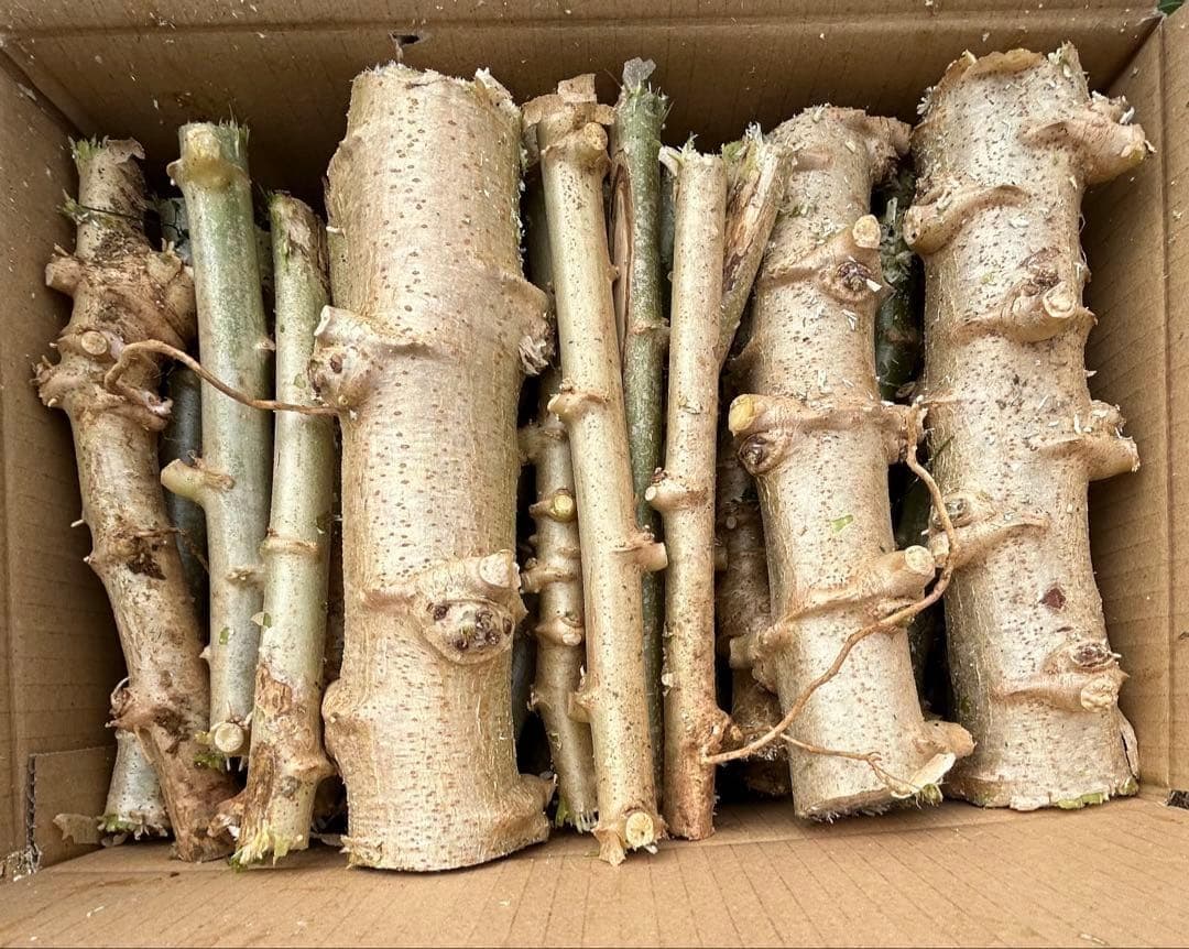 官能的な旨味と甘味。超高級★キャッサバ・ゴールドSS★挿し木枝。80サイズ箱満杯