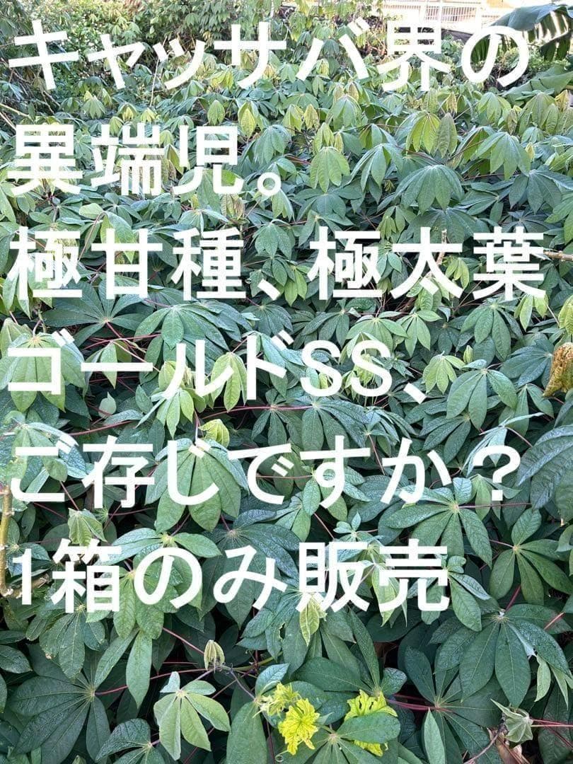 官能的な旨味と甘味。超高級★キャッサバ・ゴールドSS★挿し木枝。80サイズ箱満杯