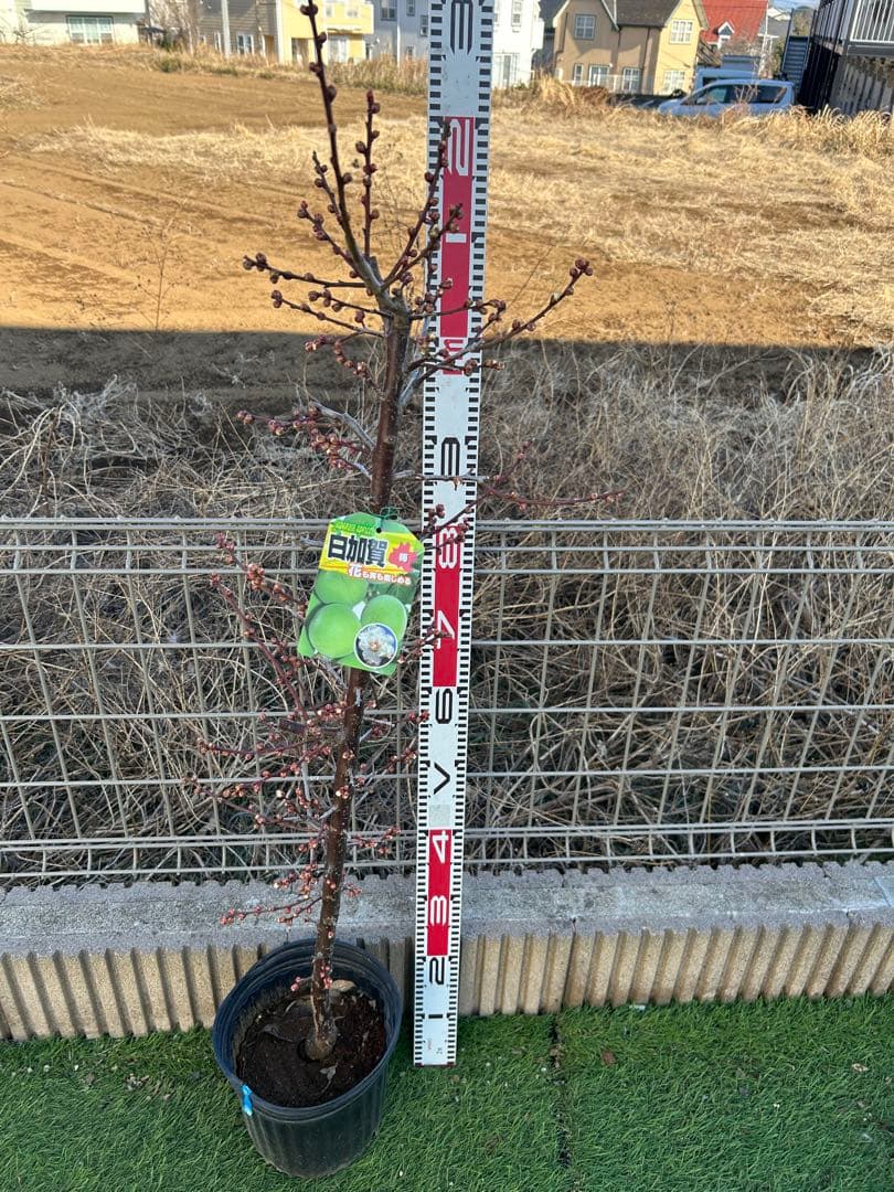 白加賀　貴陽　2本　ドット