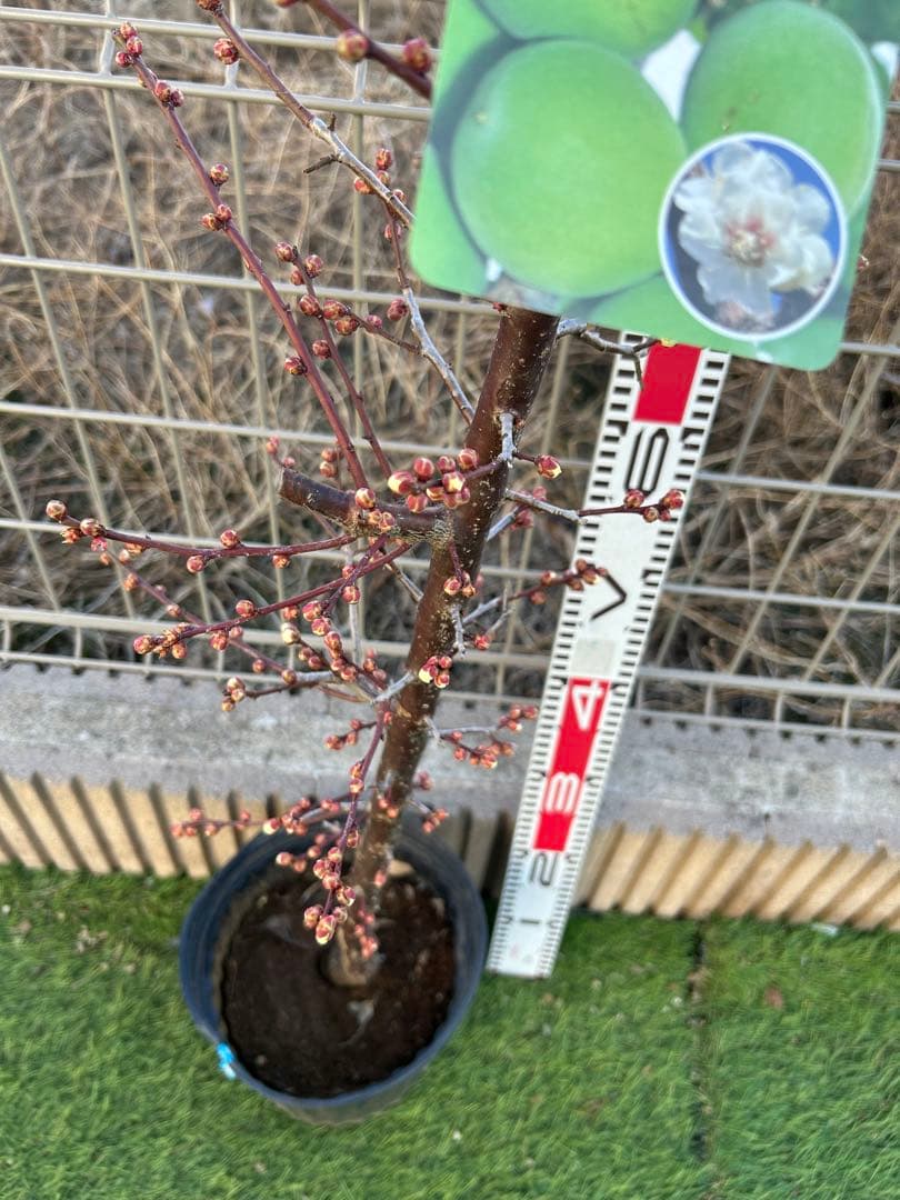 白加賀　貴陽　2本　ドット