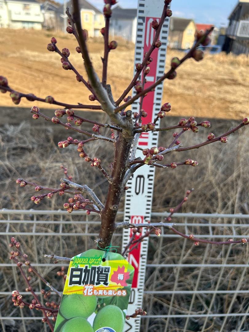 白加賀　貴陽　2本　ドット