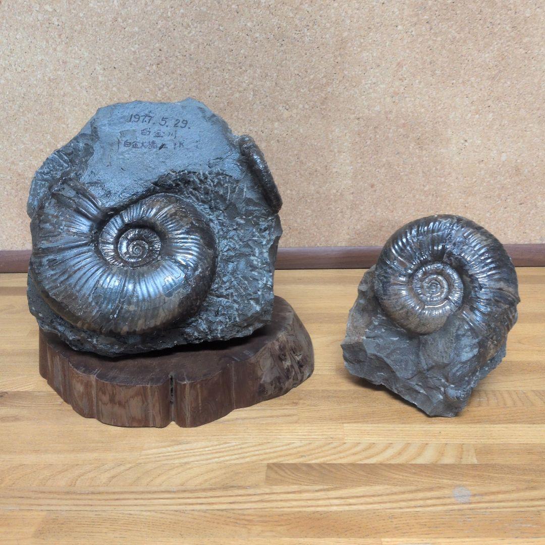 ハシモト　アンモナイト化石