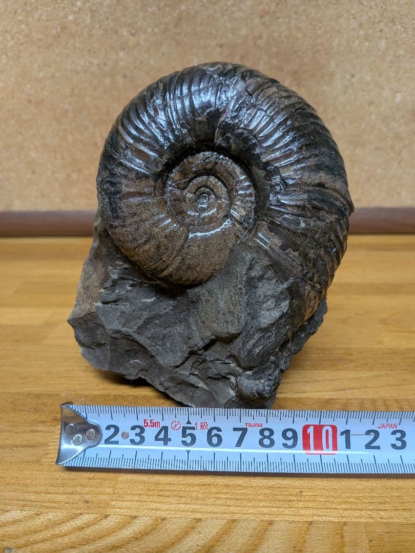 ハシモト　アンモナイト化石