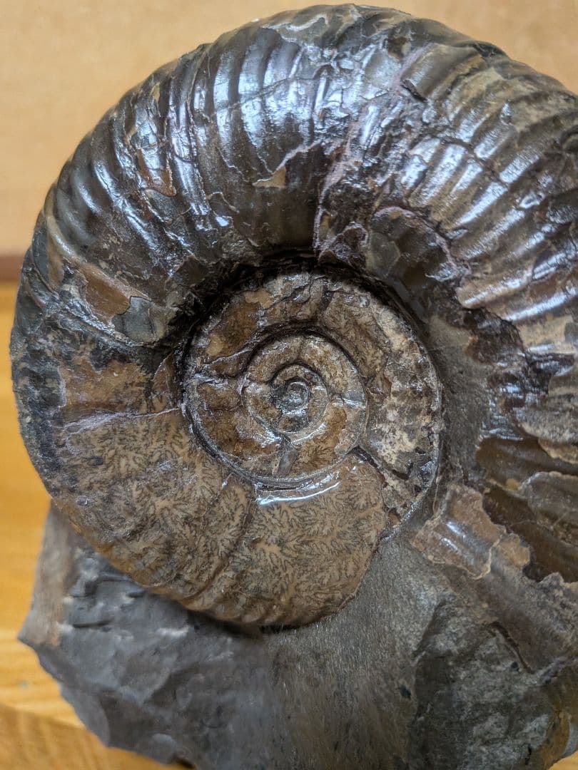 ハシモト　アンモナイト化石