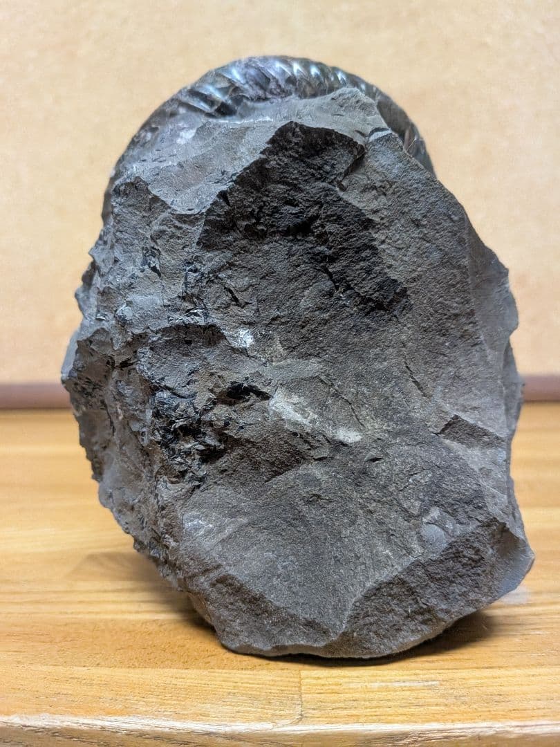 ハシモト　アンモナイト化石