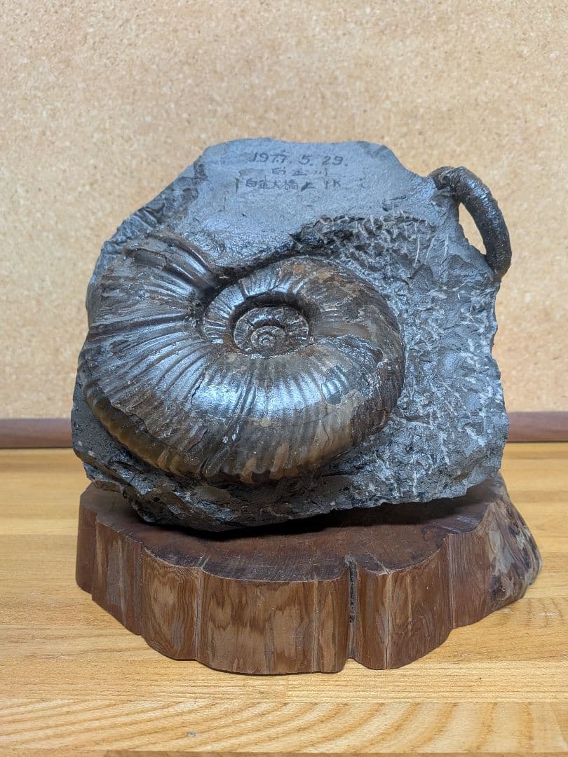 ハシモト　アンモナイト化石