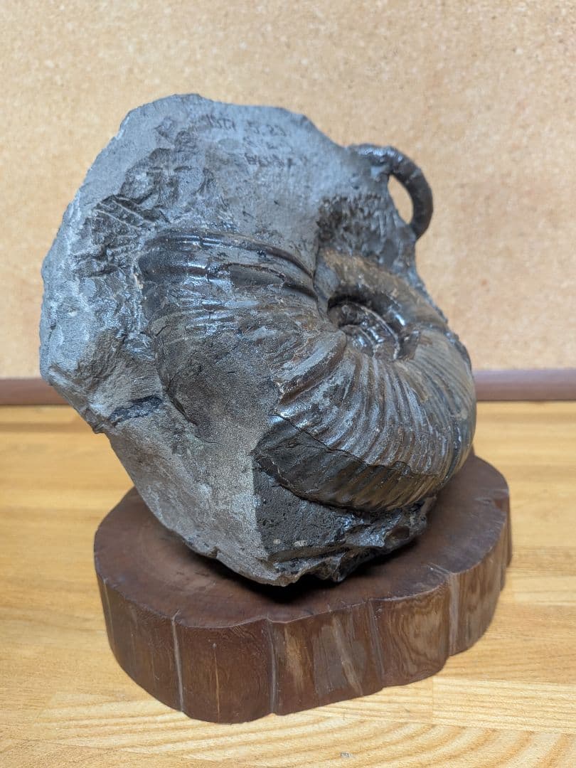 ハシモト　アンモナイト化石