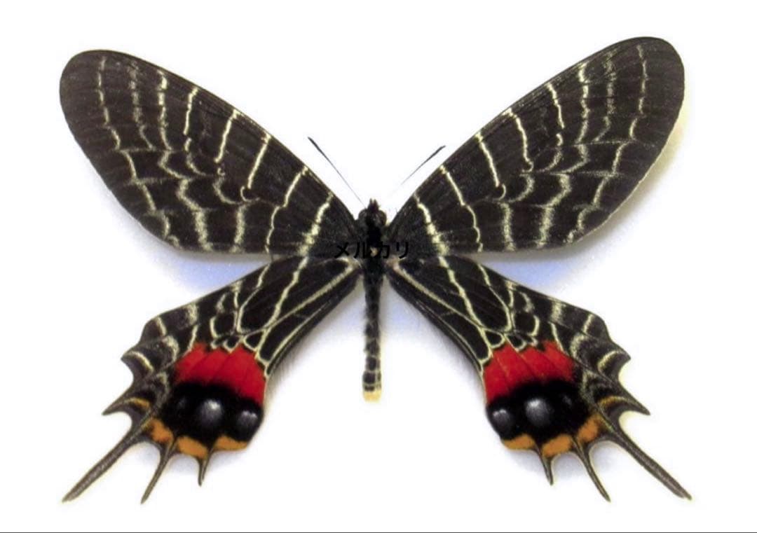 在庫ラスト ミャンマー産 シボリアゲハ 蝶標本 昆虫標本