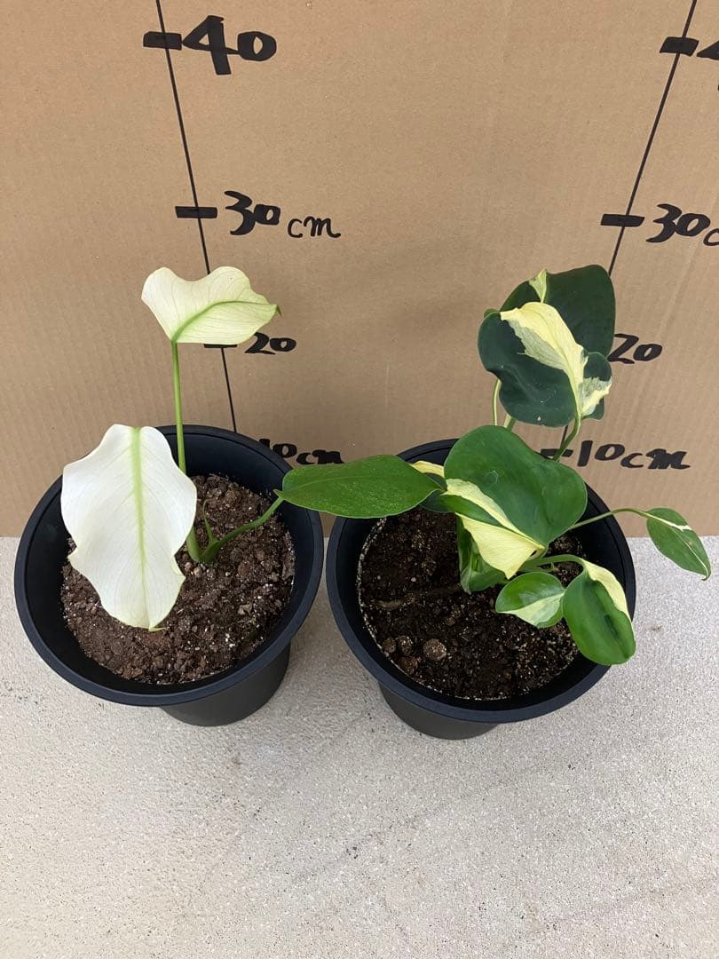 ト*オ様 モンステラ斑入り　デリシオーサ挿木、実生株　変異個体と奇形個体黄斑入り