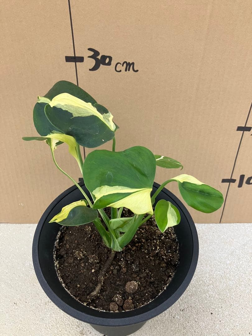 ト*オ様 モンステラ斑入り　デリシオーサ挿木、実生株　変異個体と奇形個体黄斑入り