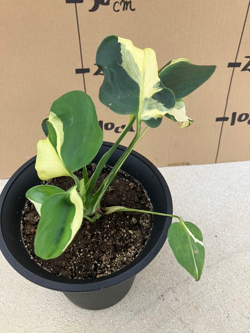 ト*オ様 モンステラ斑入り　デリシオーサ挿木、実生株　変異個体と奇形個体黄斑入り