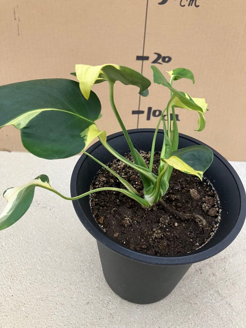 ト*オ様 モンステラ斑入り　デリシオーサ挿木、実生株　変異個体と奇形個体黄斑入り