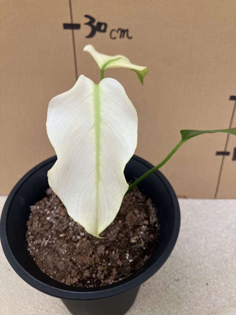 ト*オ様 モンステラ斑入り　デリシオーサ挿木、実生株　変異個体と奇形個体黄斑入り