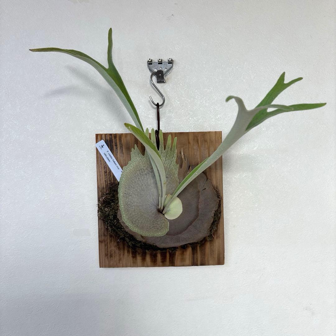 ※値下げしました※ 【P.veitchii Auburn 】ビカクシダ