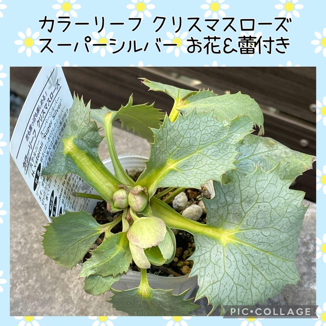 【花苗】カラーリーフ クリスマスローズ スーパーシルバー 松村園芸