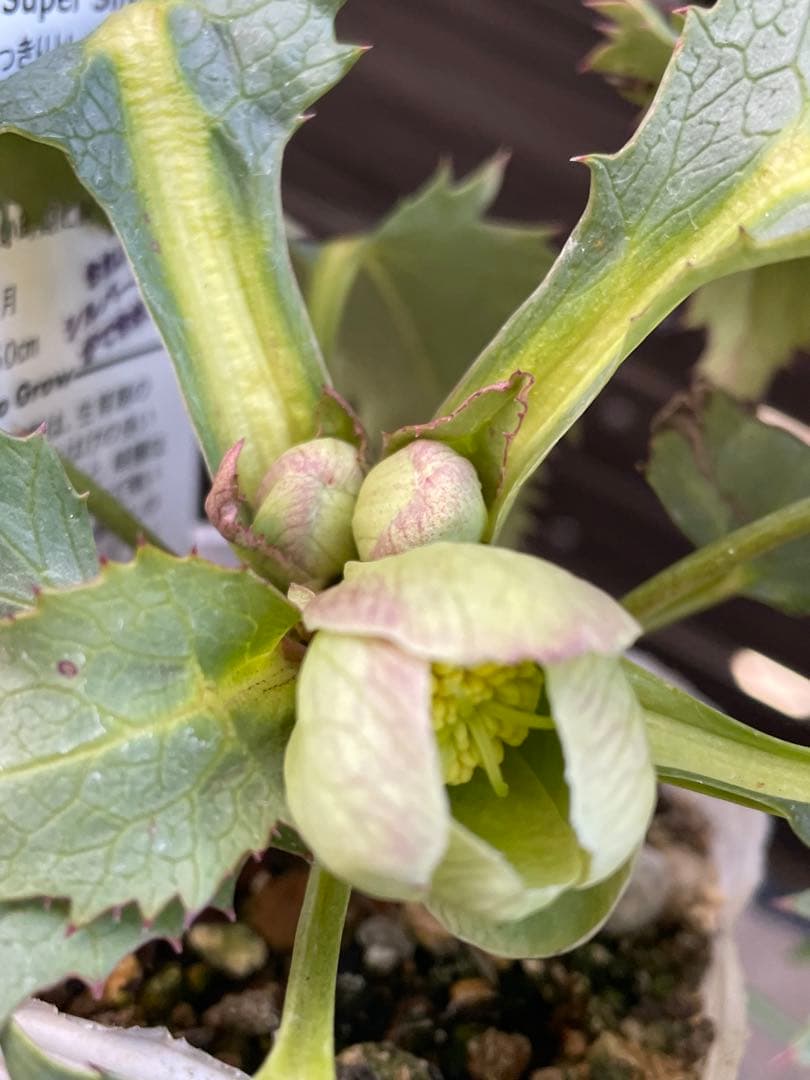 【花苗】カラーリーフ クリスマスローズ スーパーシルバー 松村園芸