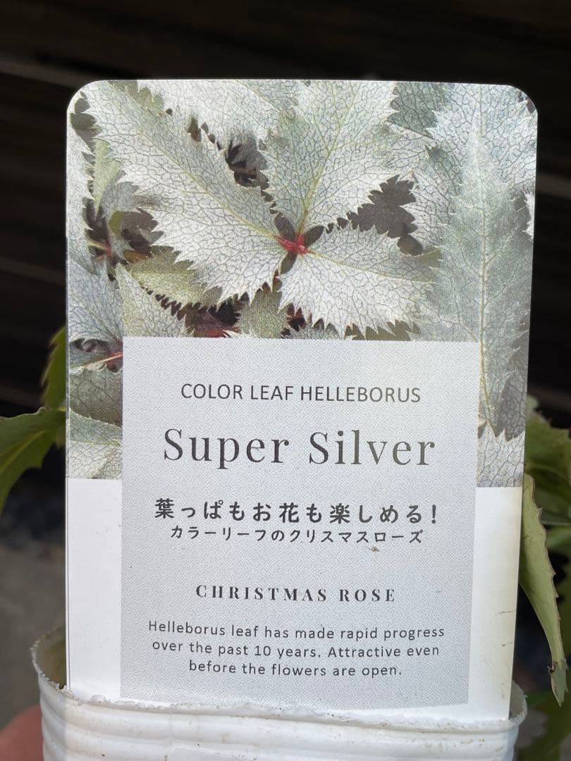 【花苗】カラーリーフ クリスマスローズ スーパーシルバー 松村園芸