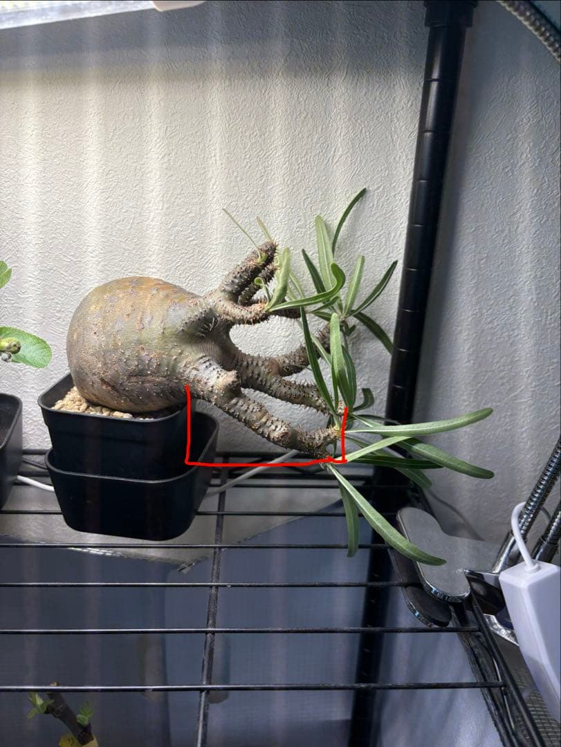 パキポディウム・グラキリス