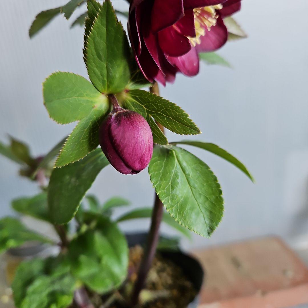 ㉖-469クリスマスローズ