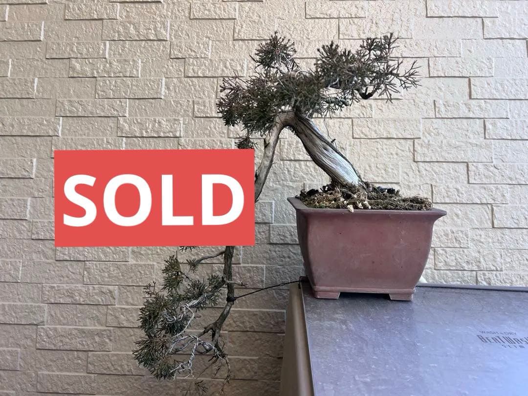 真柏　板シャリ　懸崖　盆栽