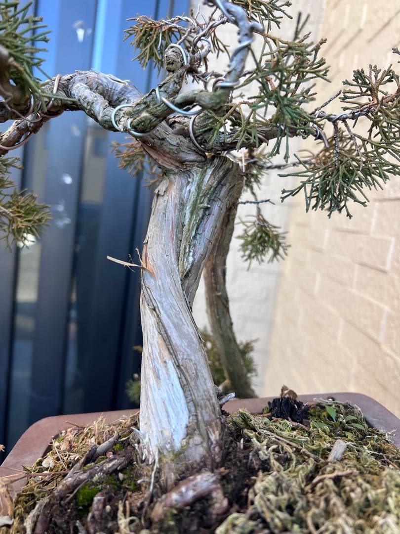 真柏　板シャリ　懸崖　盆栽