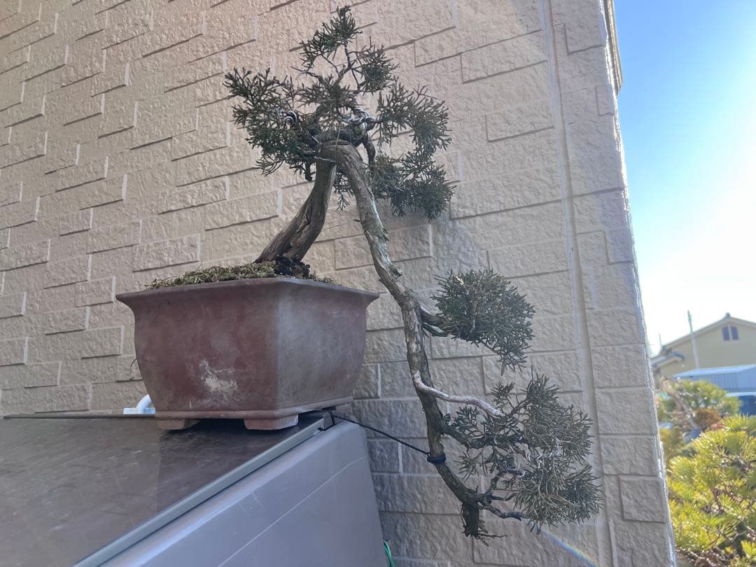 真柏　板シャリ　懸崖　盆栽