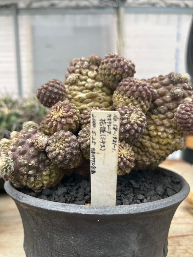 実生25年 ネオチレニア ミチス 群生 花姫