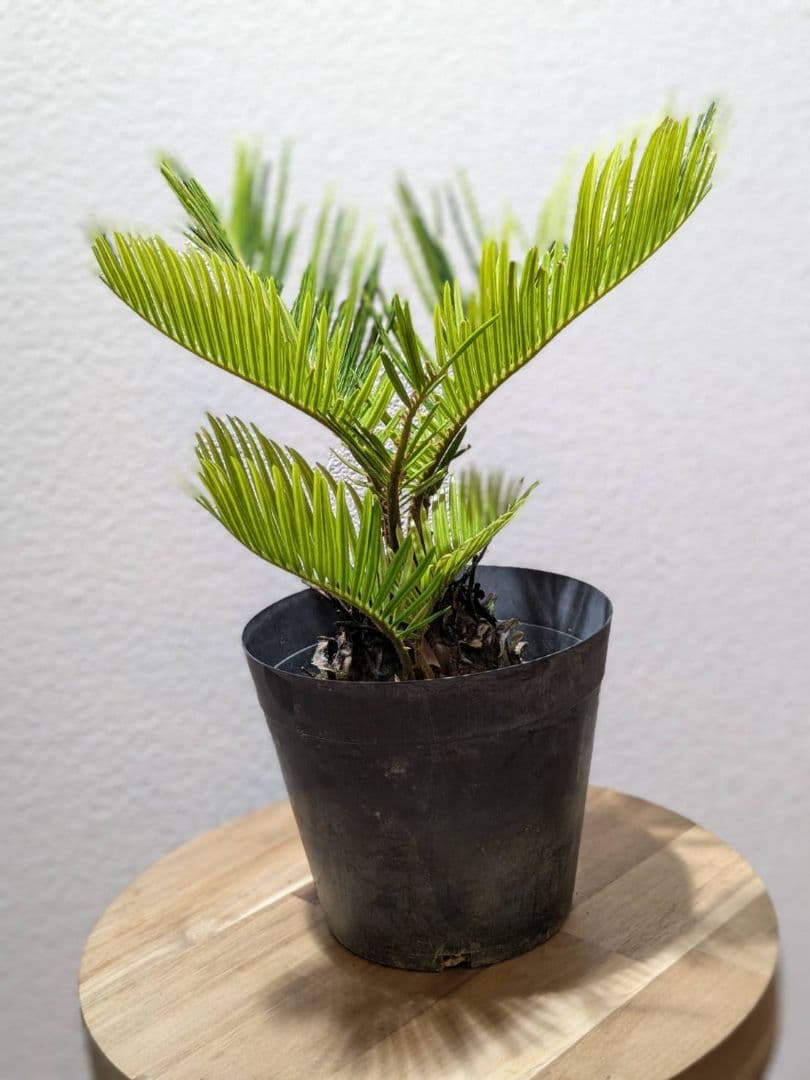 超希少美株︎‪！ソテツ斑入り現品限り 新葉が開いたら写真をアップします⤴