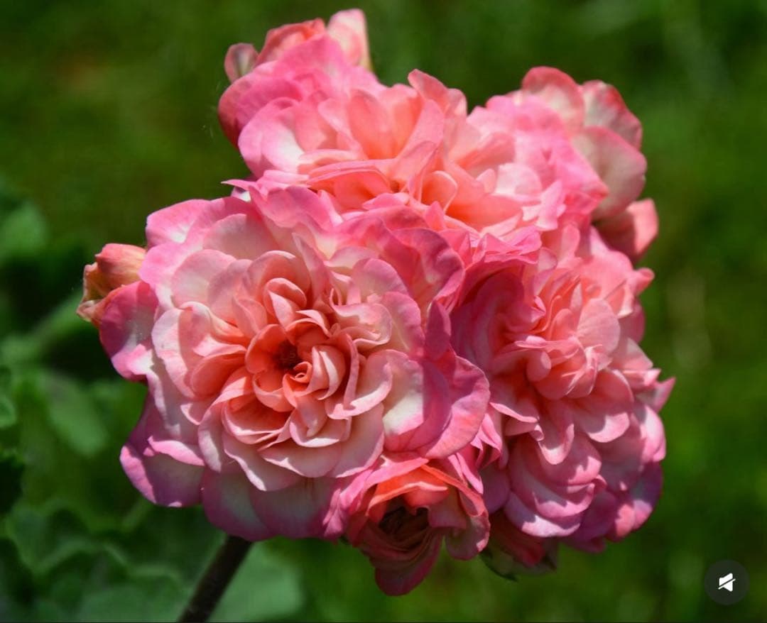 同捆珍しいゼラニウム大苗