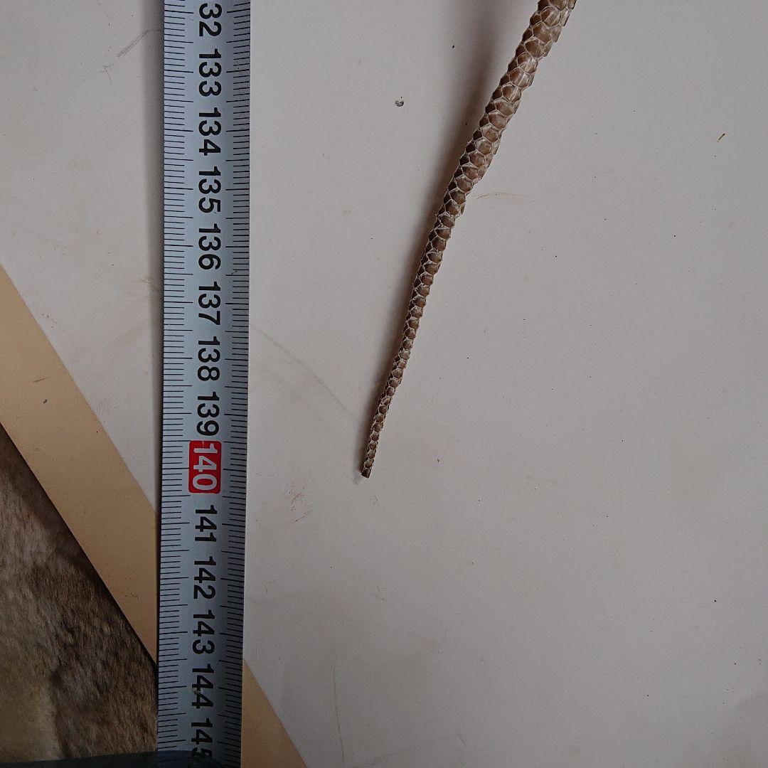 青大将蛇の脱皮