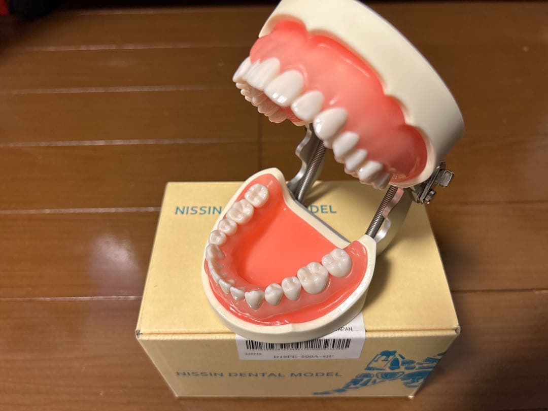 【新品未使用】ニッシン デンタルモデル