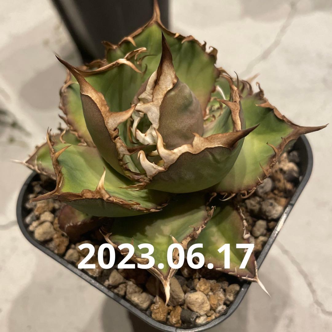 ② アガベ　シーザー　発根済