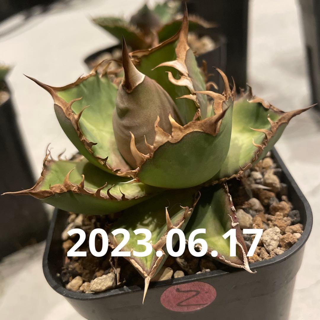 ② アガベ　シーザー　発根済