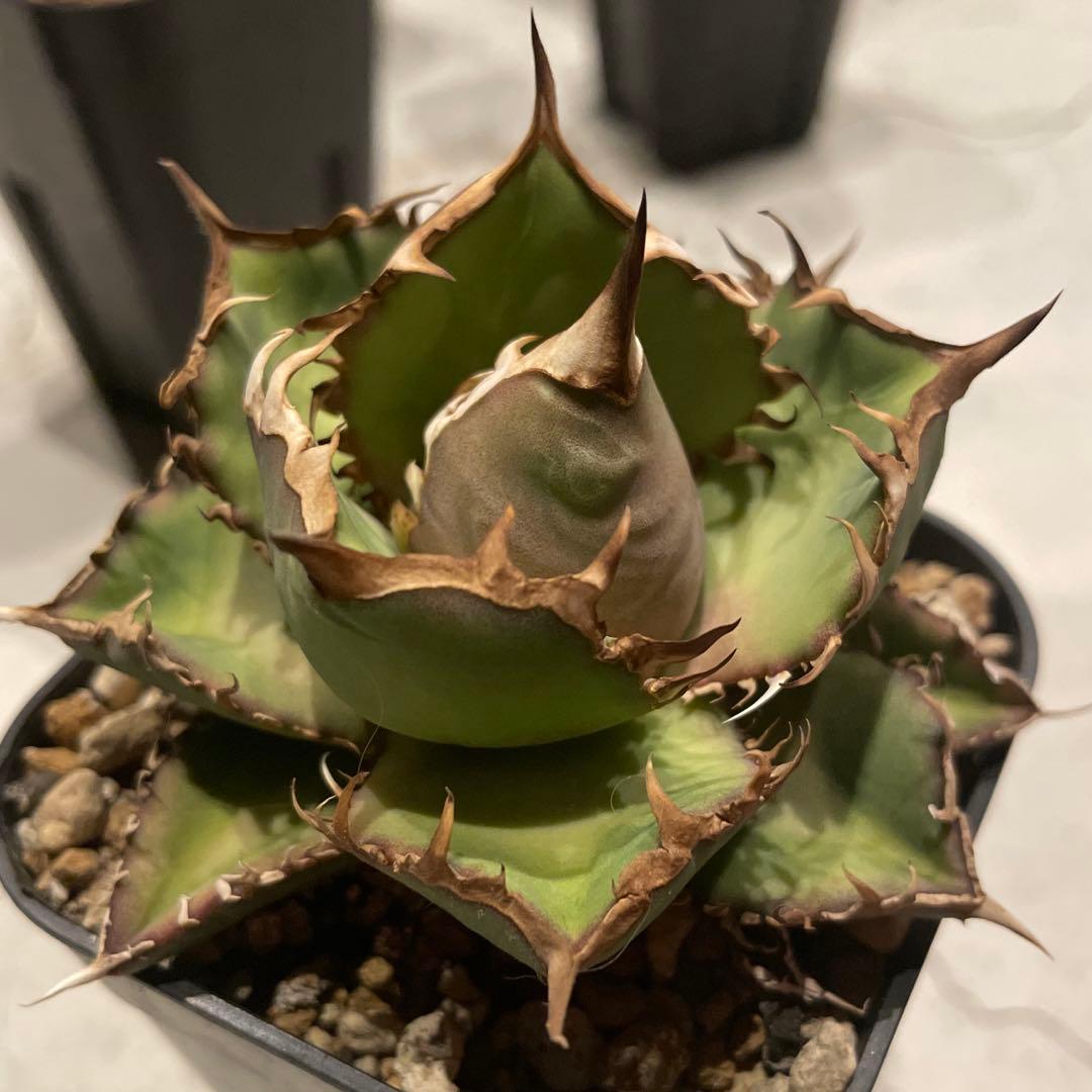 ② アガベ　シーザー　発根済