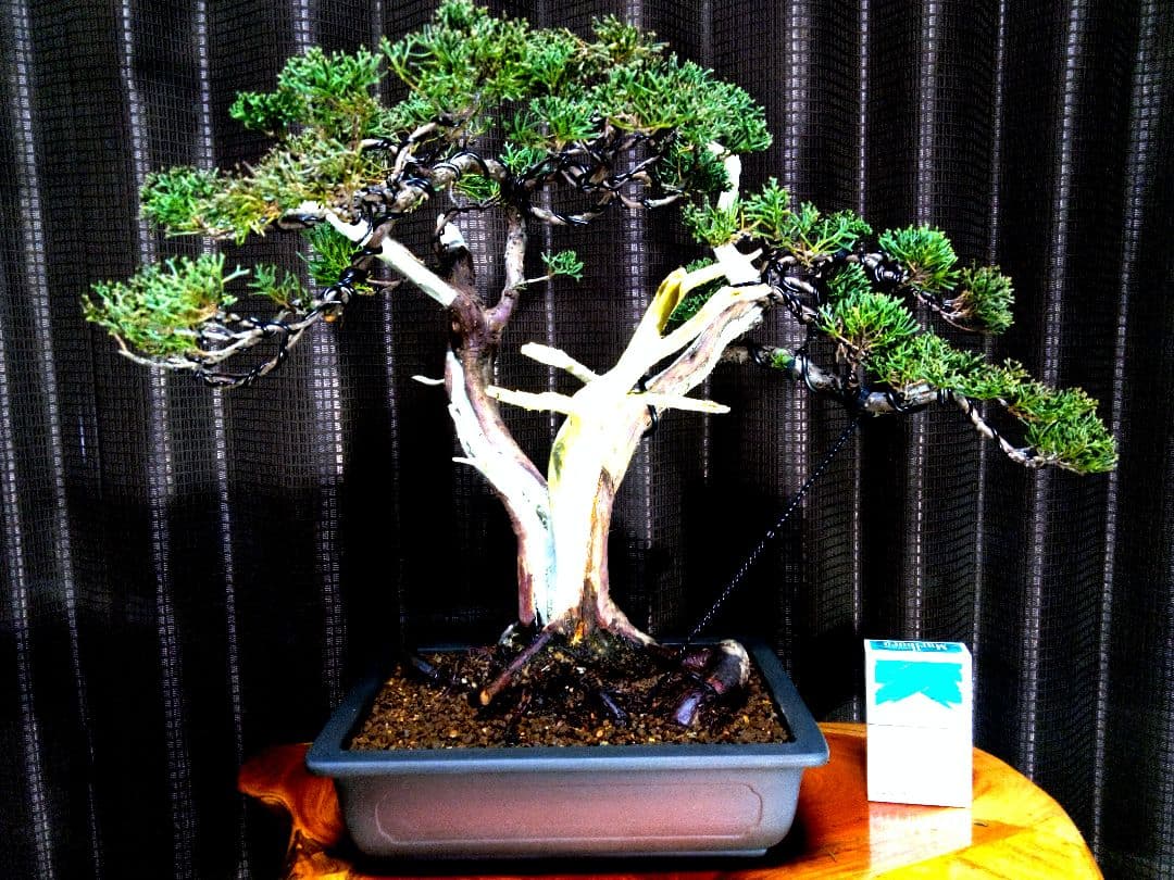 【中品　真柏盆栽】　　　　　⭕古木太幹…新春限定価格❗ 　　　★延長中★