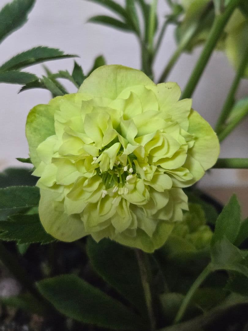 ☆クリスマスローズ☆多弁　ライトグリーン☆7号鉢☆