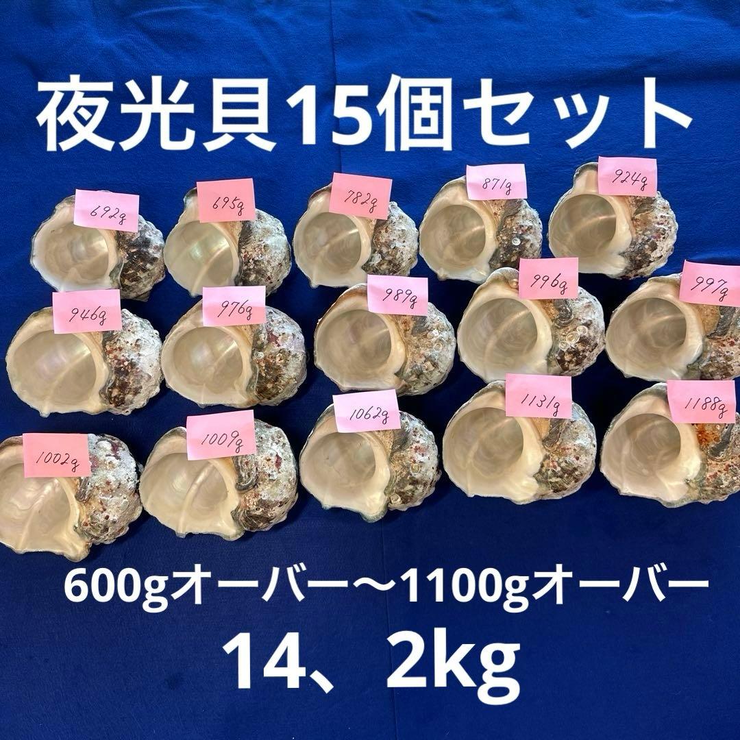 夜光貝　ヤコウ貝　まとめ売り　15個　14、2kg アクセサリー　ルアー