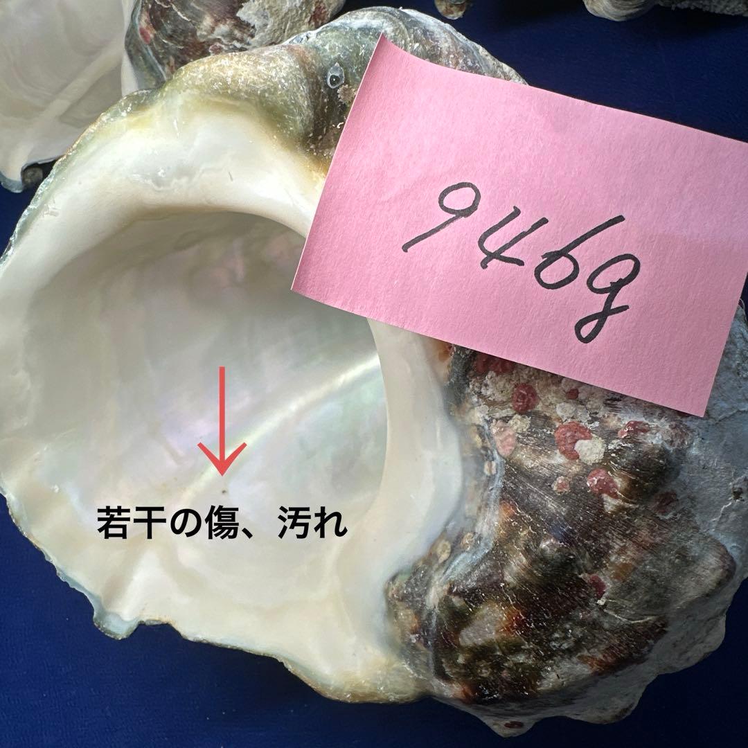 夜光貝　ヤコウ貝　まとめ売り　15個　14、2kg アクセサリー　ルアー