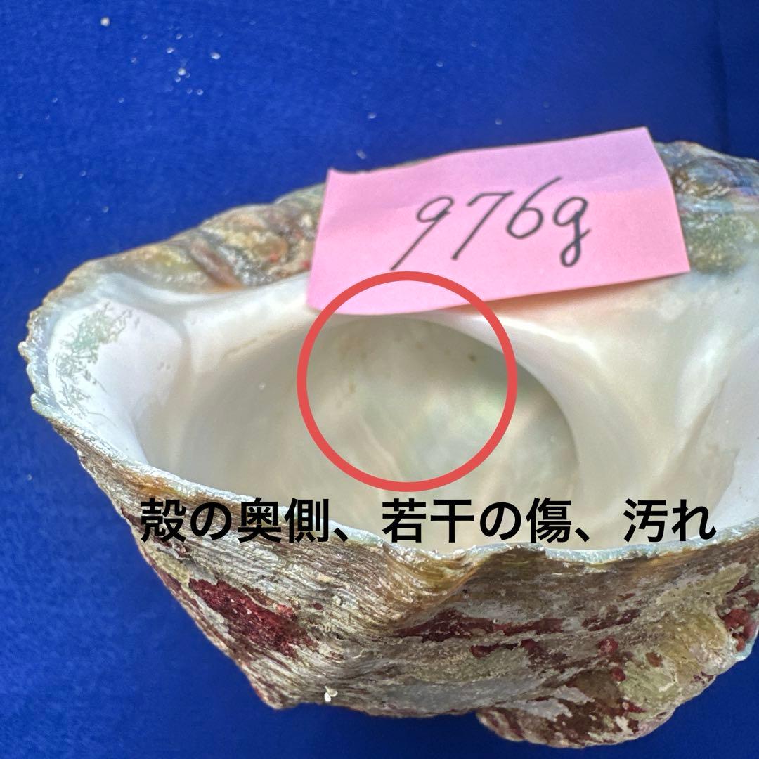 夜光貝　ヤコウ貝　まとめ売り　15個　14、2kg アクセサリー　ルアー