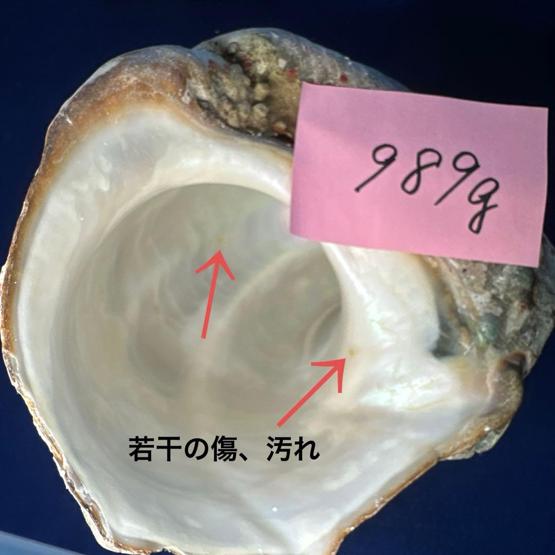 夜光貝　ヤコウ貝　まとめ売り　15個　14、2kg アクセサリー　ルアー