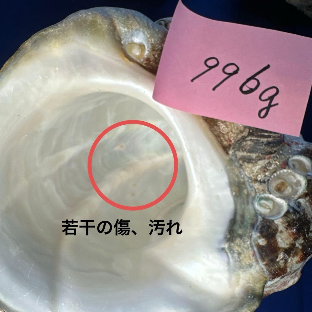 夜光貝　ヤコウ貝　まとめ売り　15個　14、2kg アクセサリー　ルアー