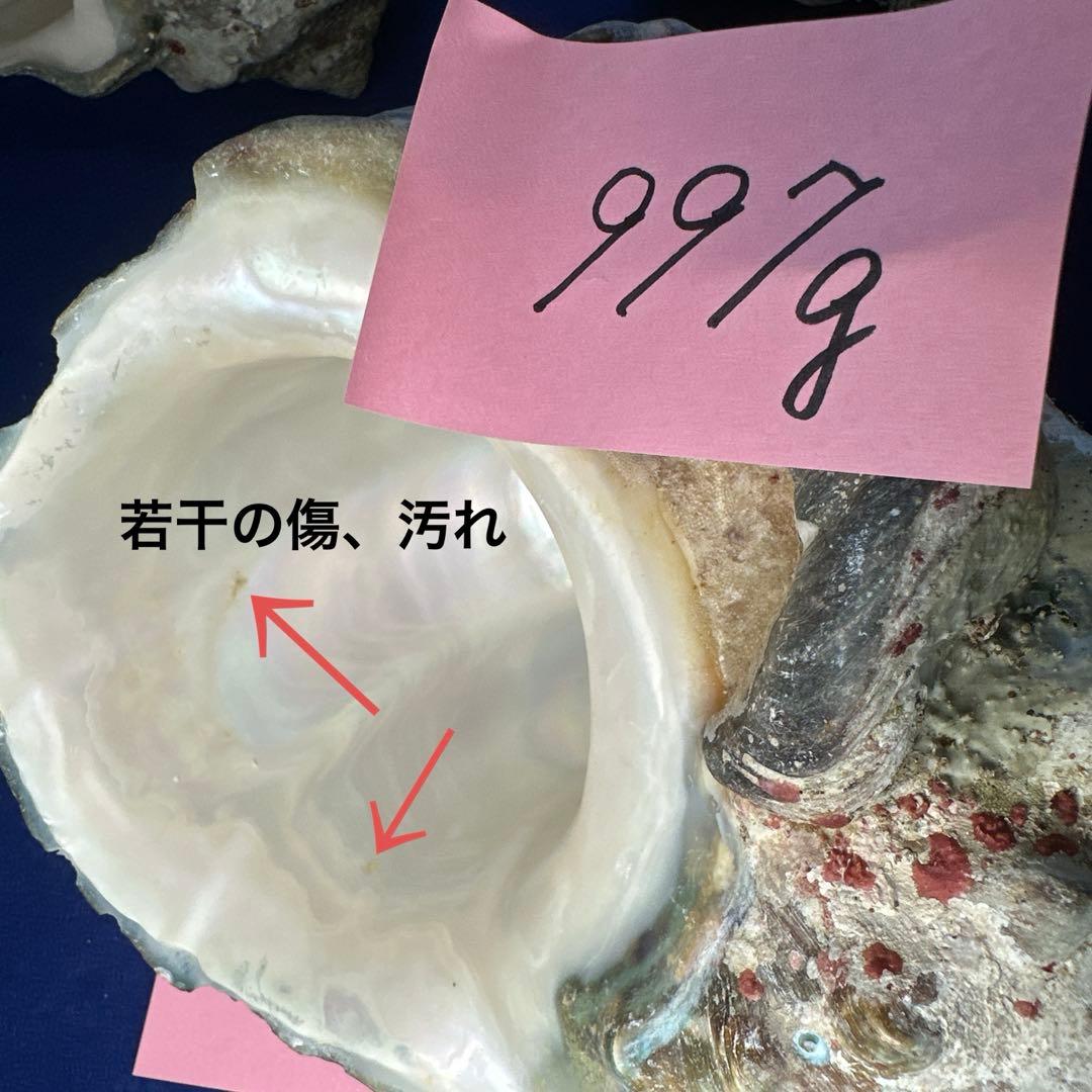 夜光貝　ヤコウ貝　まとめ売り　15個　14、2kg アクセサリー　ルアー